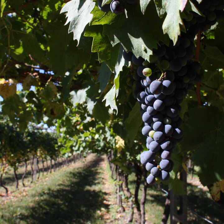 Azienda Agricola Tamburino Sardo