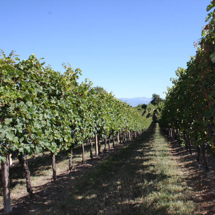 Azienda Agricola Tamburino Sardo