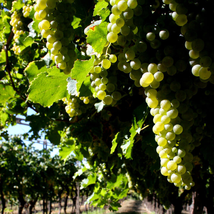 Azienda Agricola Tamburino Sardo