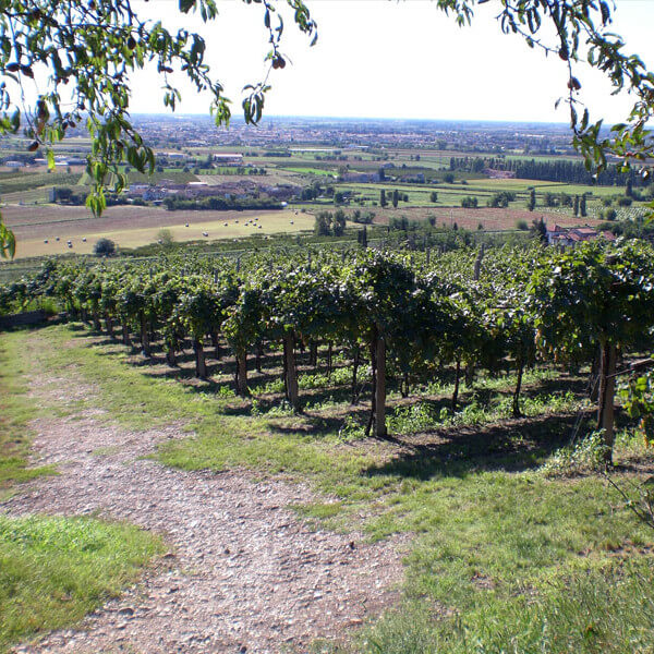 Azienda Agricola Tamburino Sardo