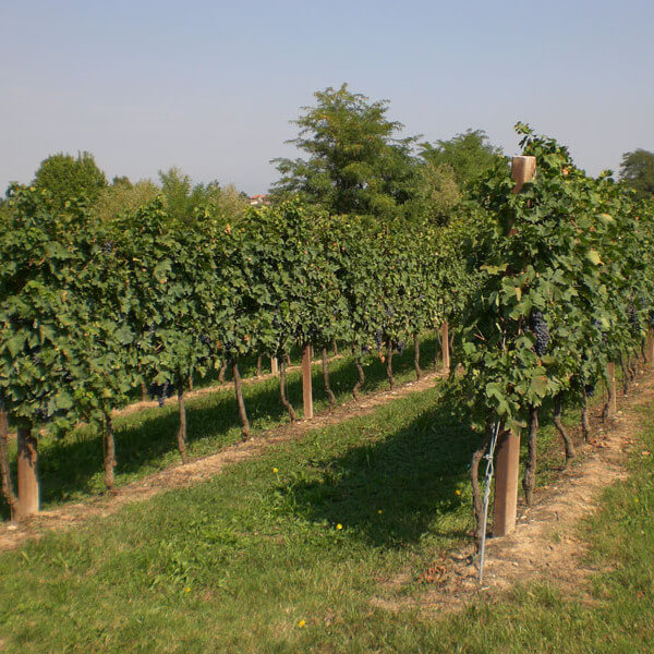 Azienda Agricola Tamburino Sardo