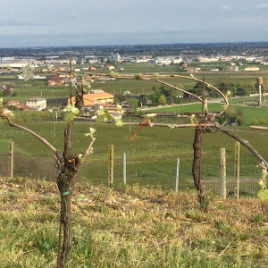 Azienda Agricola Tamburino Sardo