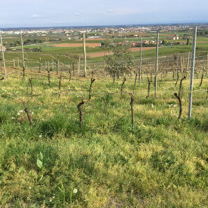 Azienda Agricola Tamburino Sardo