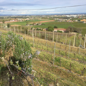 Azienda Agricola Tamburino Sardo