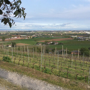 Azienda Agricola Tamburino Sardo