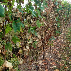 Azienda Agricola Tamburino Sardo