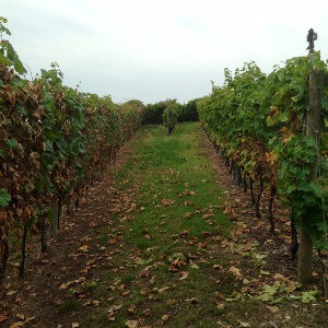 Azienda Agricola Tamburino Sardo