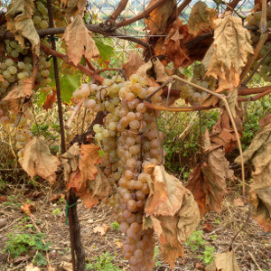 Azienda Agricola Tamburino Sardo