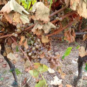 Azienda Agricola Tamburino Sardo