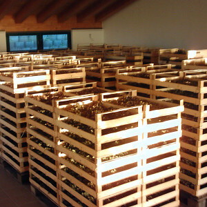 Azienda Agricola Tamburino Sardo