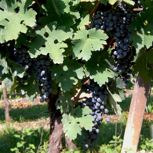 Azienda Agricola Tamburino Sardo