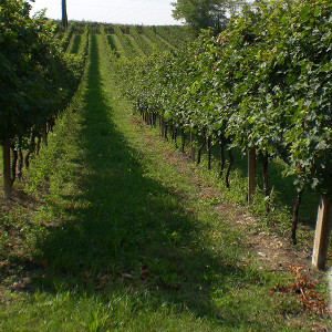 Azienda Agricola Tamburino Sardo