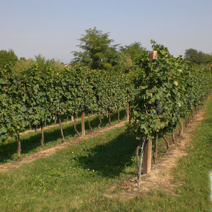 Azienda Agricola Tamburino Sardo