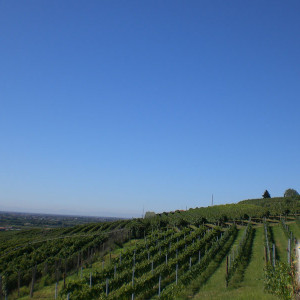 Azienda Agricola Tamburino Sardo