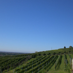 Azienda Agricola Tamburino Sardo