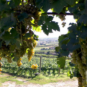 Azienda Agricola Tamburino Sardo