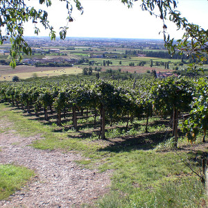 Azienda Agricola Tamburino Sardo