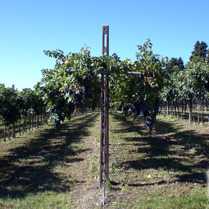 Azienda Agricola Tamburino Sardo