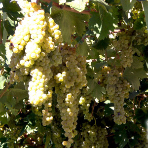 Azienda Agricola Tamburino Sardo